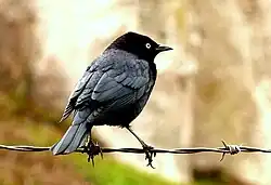 طائرٌ جاثم على سلك شائك