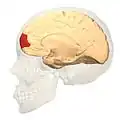 منظر أنسي.