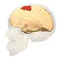 منظرأنسي.