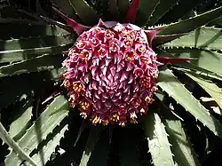 نبات البروملياد