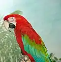 جثم بيت الطيور - الببغاء greenwing