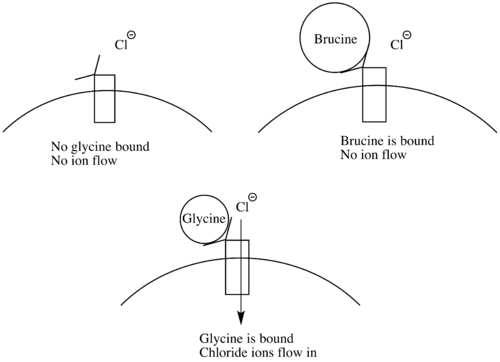آلية عمل البروسين