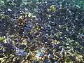 Shoal of blue tang&nbsp;&nbsp;[لغات أخرى]‏s