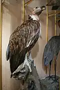 نسر