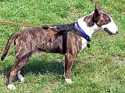 Brindle و White Bull Bull Terrier