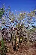 Bursera microphylla in ولاية باها كاليفورنيا, Mexico