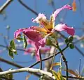 Flower.