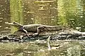 كيمن في حديقة فيجيا في بنما