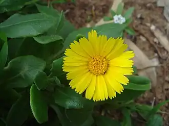 بكورية شجيرية