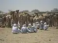 سوق الإبل الأسبوعي (مارس 2011)