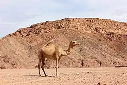 جمل عربي بمنطقة على مقربة من واحة عين خضرة.