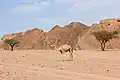 جمل بديسكو تاور، نويبع، مصر.
