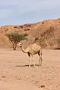 جمل بديسكو تاور على مقربة من واحة عين خضرة.