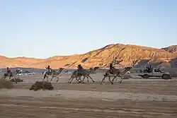 سباق الهجن