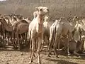 الإبل