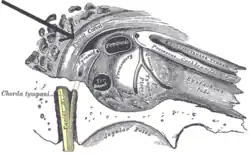 View of the inner wall of the غشاء طبلي. (Facial canal visible in upper left.)