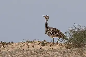 الحباري.