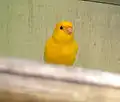 كناري منزلي
