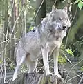 Canis lupus