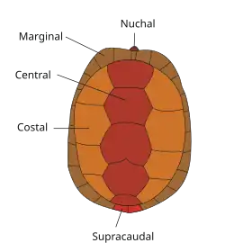 The scutes of a turtle's ذبل