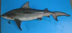 Pigeye shark (Carcharhinus amboinensis)