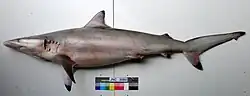 Spinner shark (Carcharhinus brevipinna)