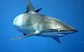 Silky shark (Carcharhinus falciformis)
