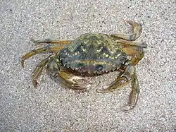 Carcinus aestuarii