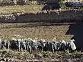 Cultivated cardoons in آغردا, Spain