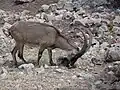 ماعز برّي من السُلالة الكريتيَّة في محميَّة حاي بار يوطڤاتا الكرمليَّة في إسرائيل