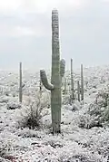 Snow covered saguaro near توسون