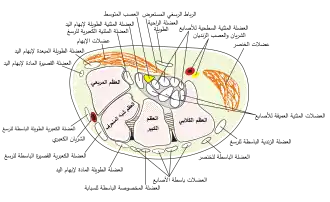 مقطع مستعرض عبر الرسغ والأصابع.