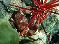 سرطان المرجان يفترس قنفذ البحر من نوع (Heterocentrotus trigonarius)، جزيرة هاواي Big Island، المحيط الهادئ.