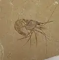 جمبري كاربوبينيوس كاليروستريس
