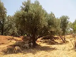 بستان زيتون