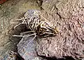 Case Moth عثة كيس الدودة