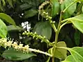 زهرة ، أنثى