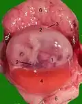 رحم مفتوح في جنين قط في منتصف الحمل: 1 السرة، 2 السلى، 3 السقاء، 4 الكيس المحي، 5 ورم دموي هامشي نامي، 6 جزء أمومي من المشيمة (بطانة الرحم)