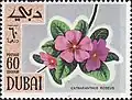كتارنتوس وردي(Catharanthus roseus)