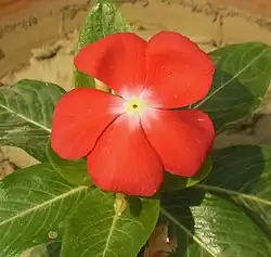 الصنف الأحمر من مدغشقر Periwinkle