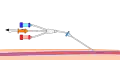 الخطوة 5