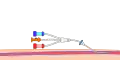 الخطوة 6