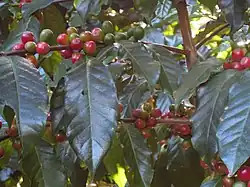 نبات القهوة (بن)