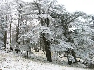 جبل الشلعلع بمروانة: أشجار الأرز.