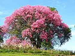 Flowered pink specimen, in a road at Mogi-Mirim, near São Paulo, Brazil.