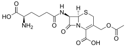 سيفالوسبورين سي