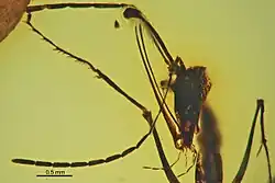 (الاسم العلمي: Ceratomyrmex ellenbergeri)