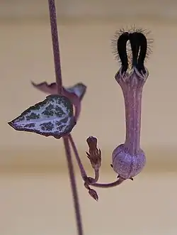 غشوة وودية
