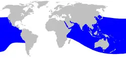 موطن الحوت المنقاري جنكي الأسنان