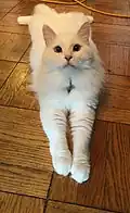 قط سيبيري عمره عام واحد